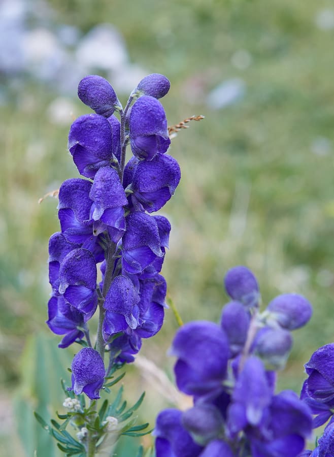 Aconite (Aconitum napellus) plant