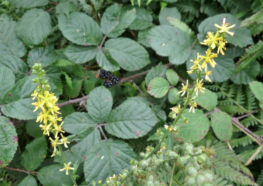Agrimony (agrimonia eupatoria) plant