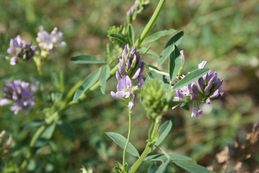 Alfalfa (Medicago sativa) plant