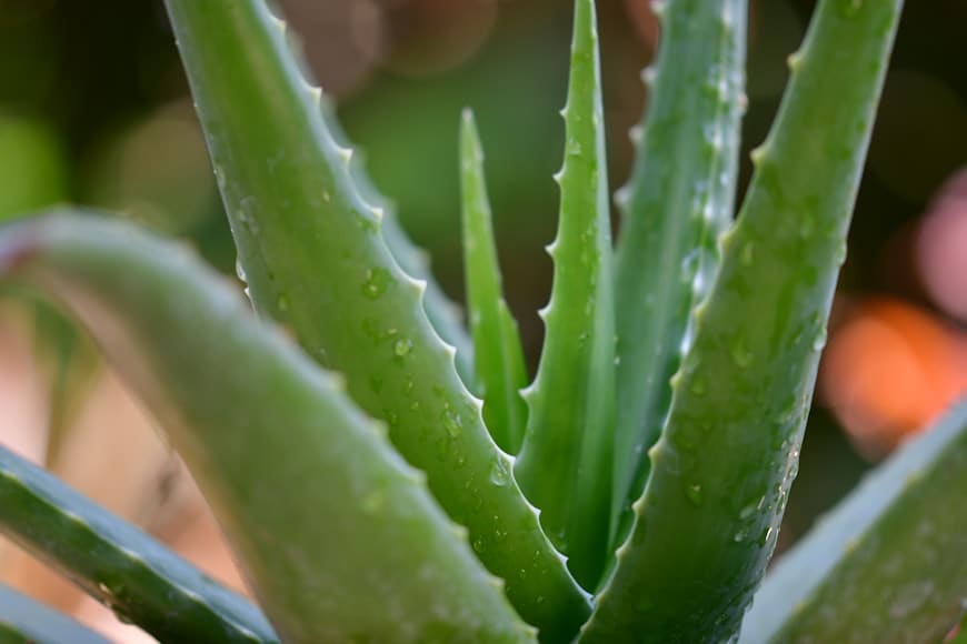 Aloe (Aloe vera) plant