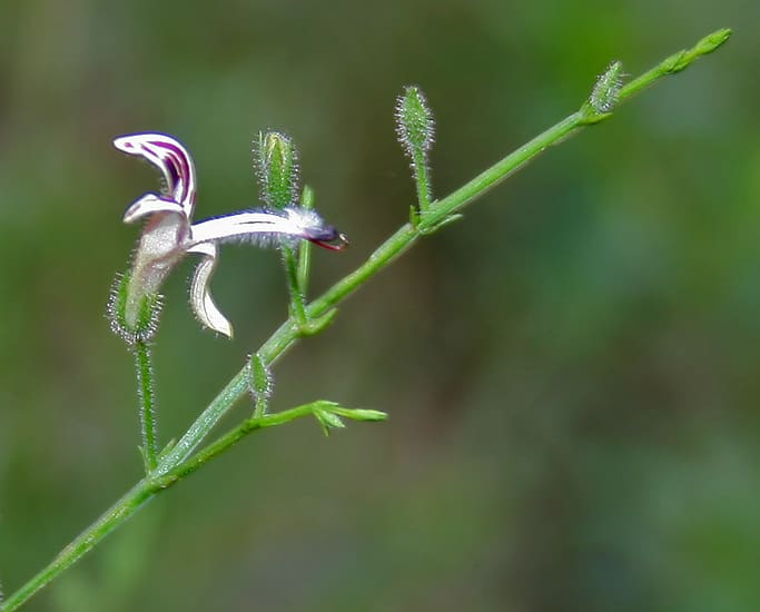 Andrographis (Andrographis paniculata) plant