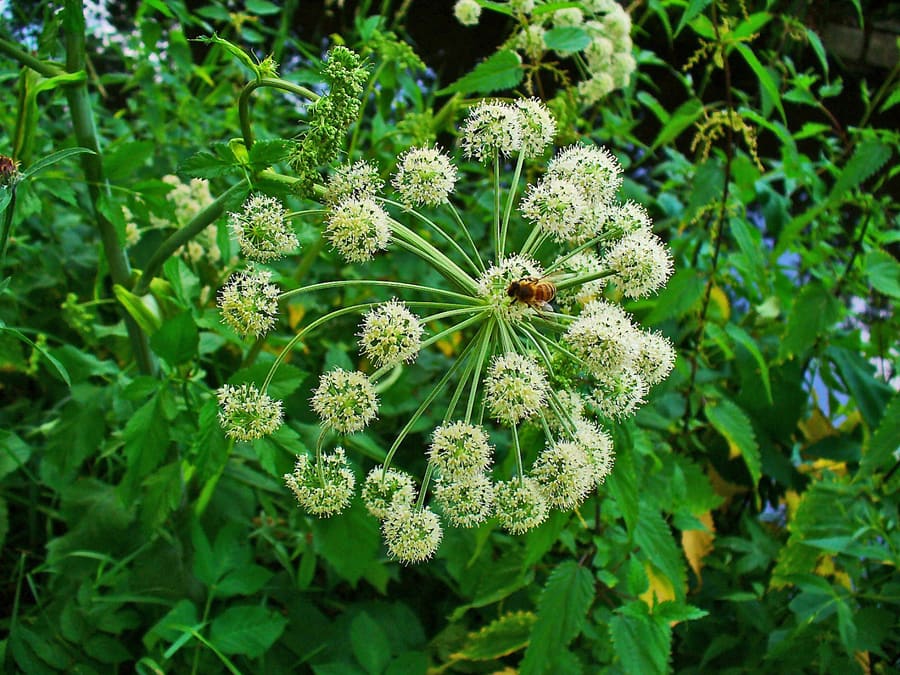 Angelica (angelica archangelica) plant