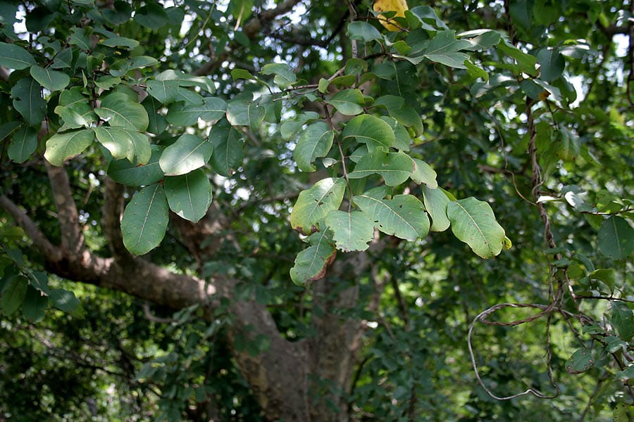 Arjun (Terminalia arjuna) plant