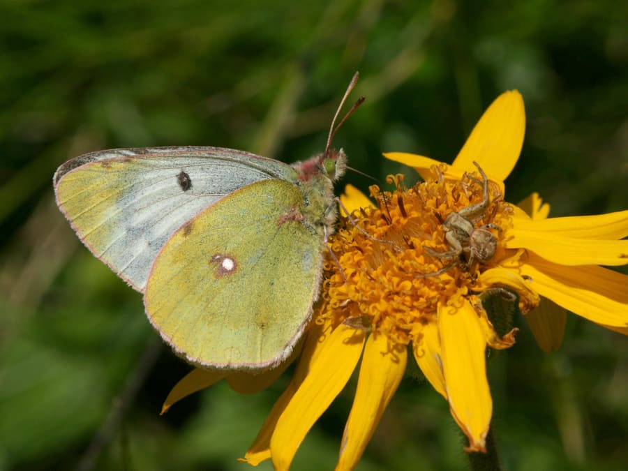 Arnica (Arnica montana) plant