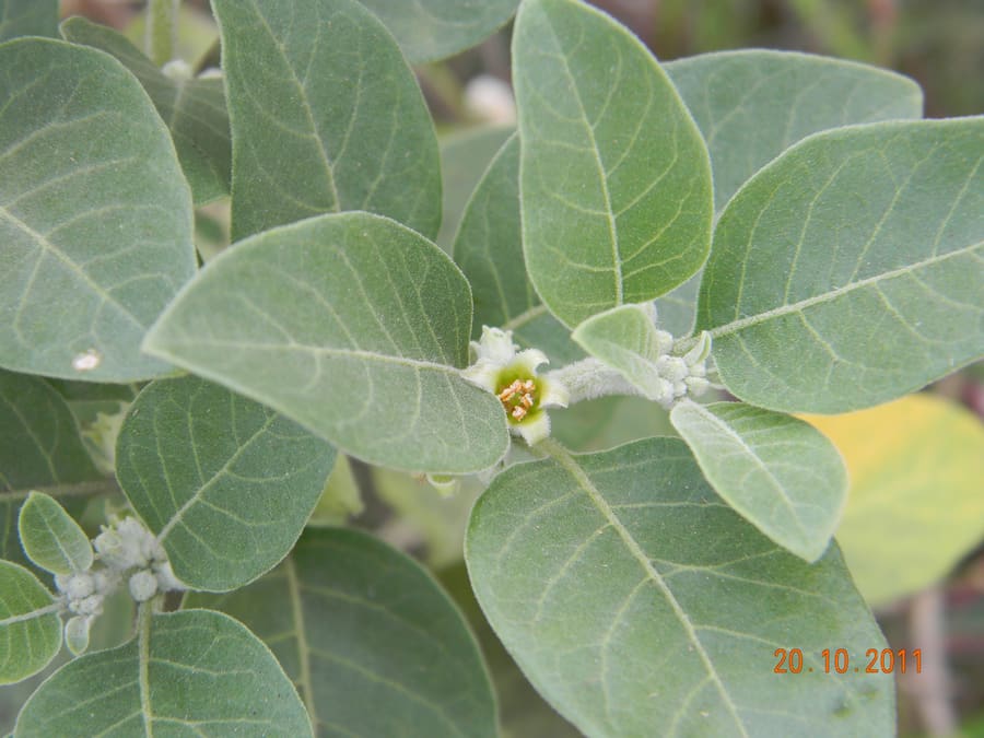 Ashwagandha (Withania somnifera) plant
