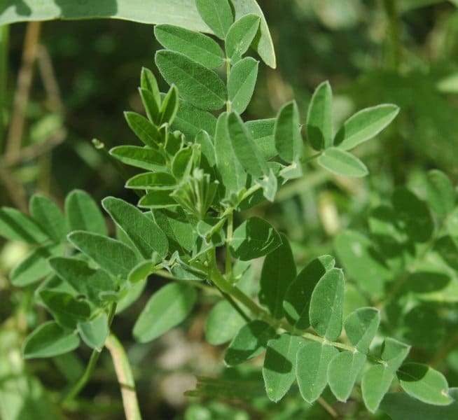 Astragalus (Astragalus membranaceus) plant