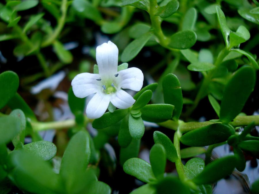 Bacopa (Bacopa monnieri) plant