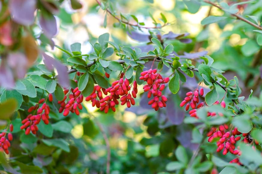 Barberry (Berberis vulgaris) plant