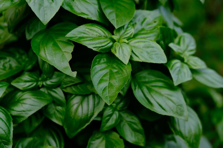 Basil plant