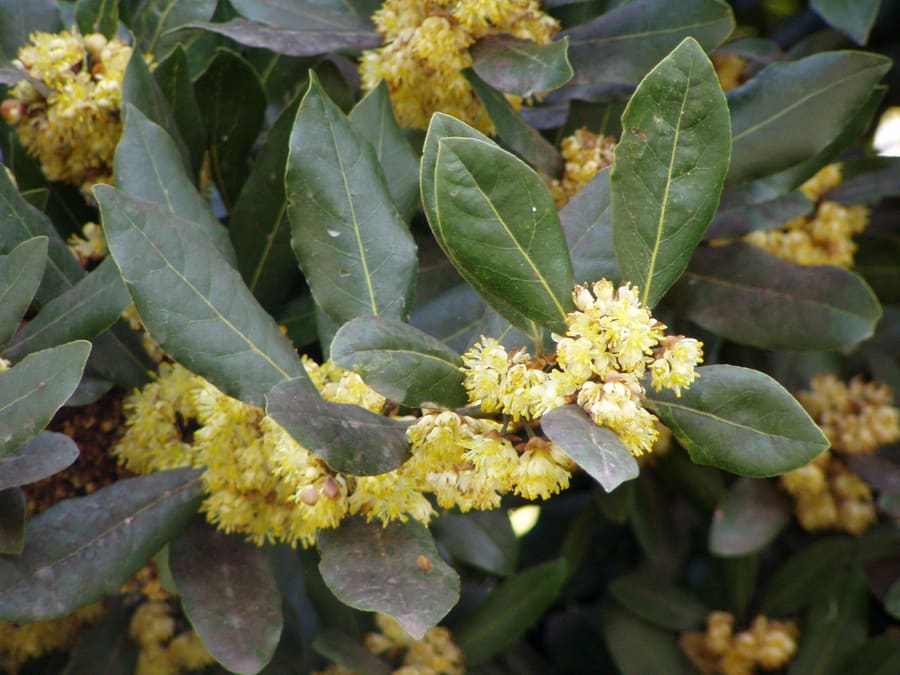 Bay laurel (Laurus nobilis) plant
