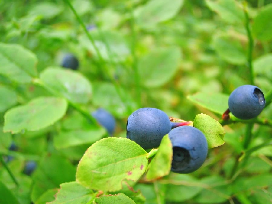 Bilberry (Vaccinium myrtillus) plant