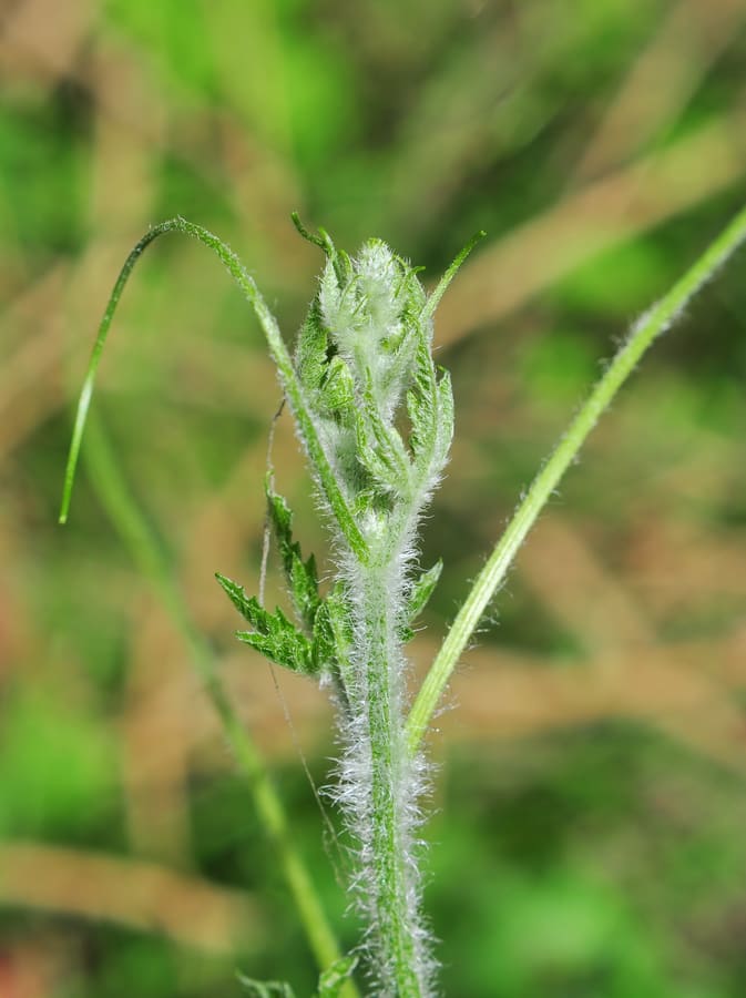 Bitter Melon (Momordica charantia) plant