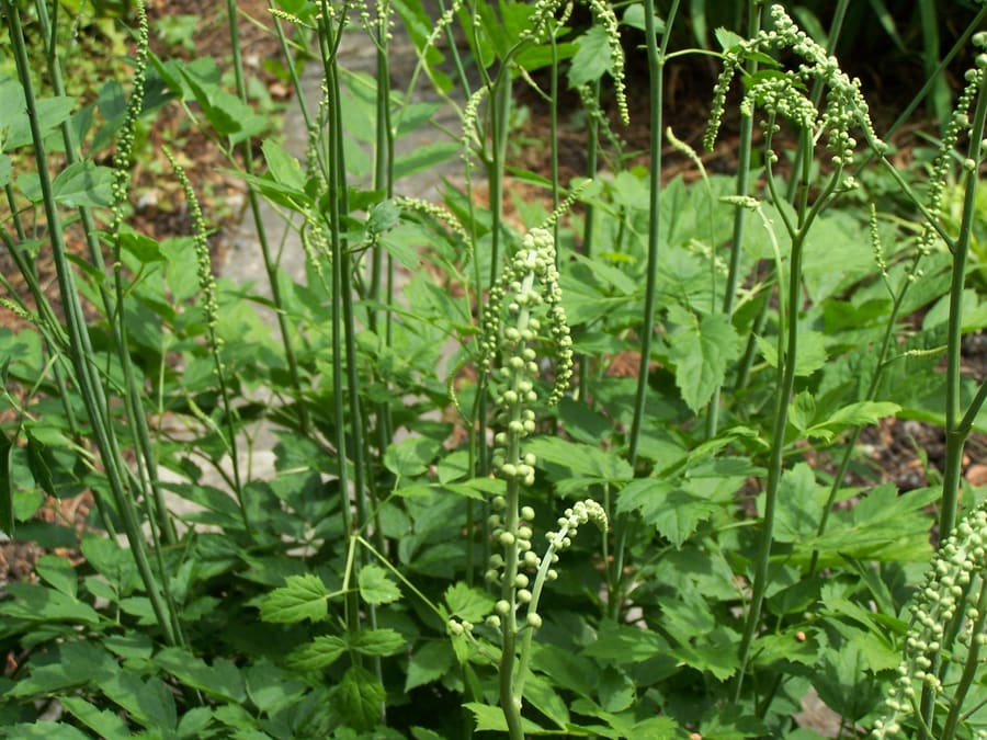 Black Cohosh (Cimicifuga racemosa) plant