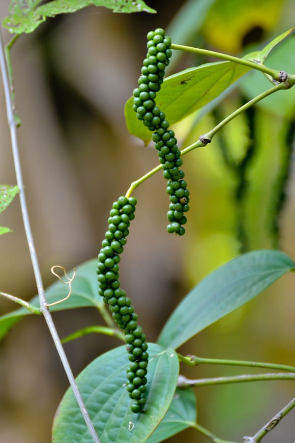 Black Pepper (Piper nigrum) plant