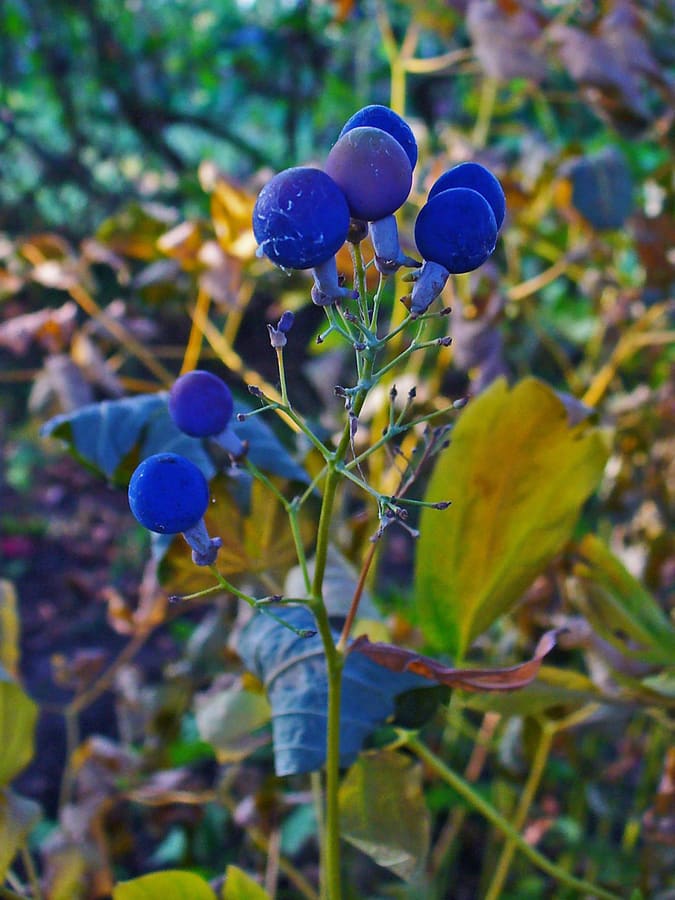Blue Cohosh (Caulophyllum thalictroides) plant