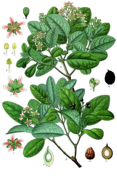 Boldo (Peumus boldus) plant
