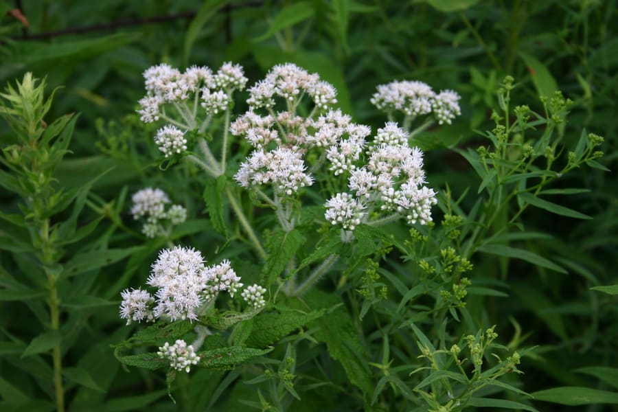 Boneset (Eupatorium perfoliatum) plant