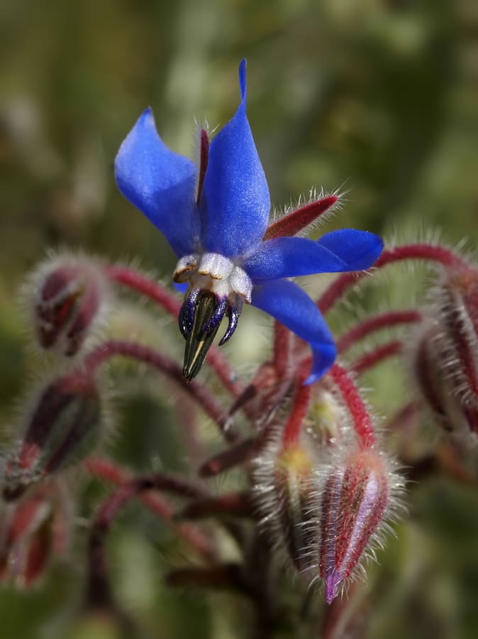 Borage (Borago officinalis) plant