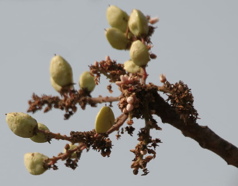 Boswellia (Boswellia serrata) plant