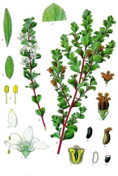 Buchu (Barosma betulina) plant