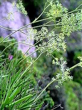 Bupleurum plant