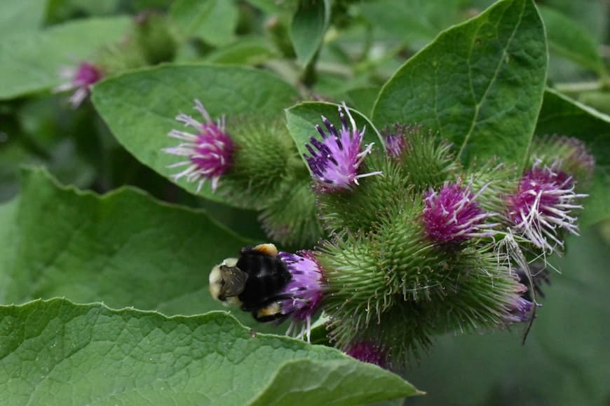 Burdock (Arctium lappa) plant