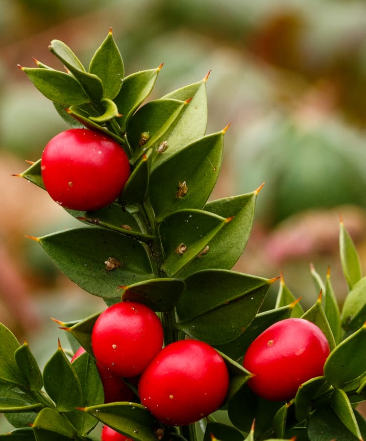 Butcher's Broom (ruscus aculeatus) plant