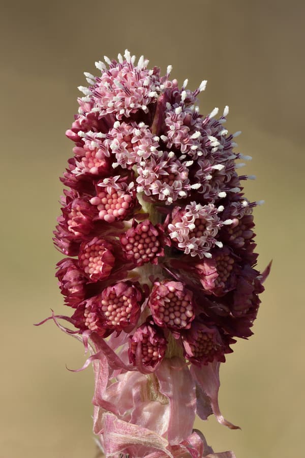 Butterbur (Petasites hybridus) plant