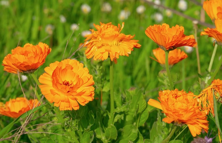 Calendula (Calendula officinalis) plant