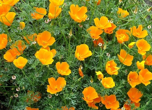 California Poppy (Eschscholzia californica) plant