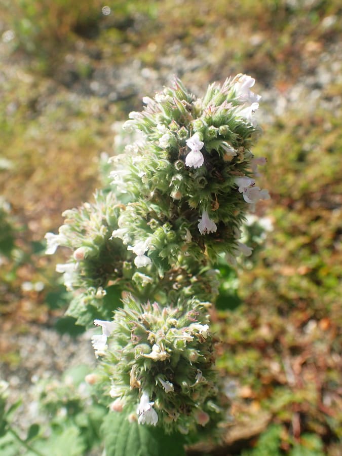 Catnip (Nepeta cataria) plant