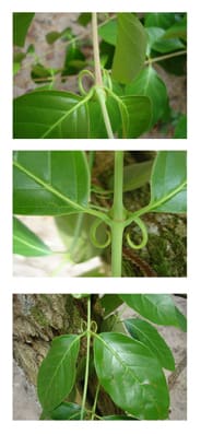Cat's Claw (Uncaria tomentosa) plant