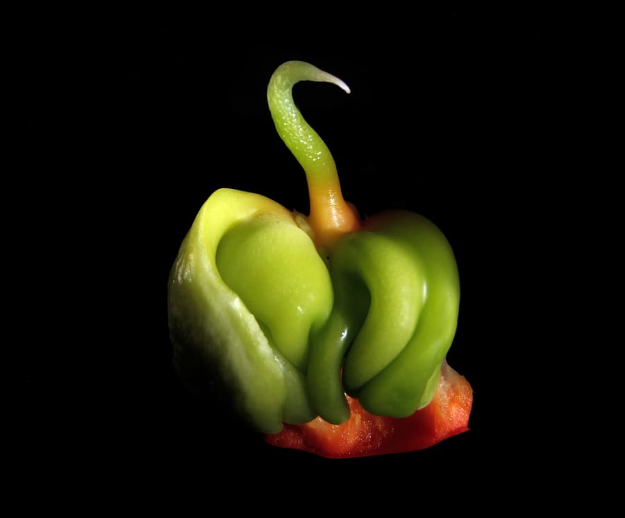 Cayenne (Capsicum annuum) plant