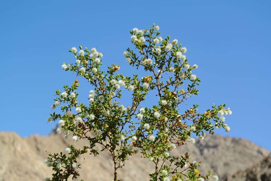 Chaparral (Larrea tridentata) plant