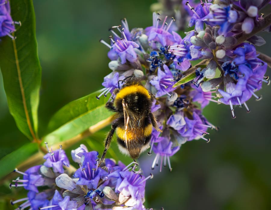 Chaste Tree (Vitex agnus-castus) plant