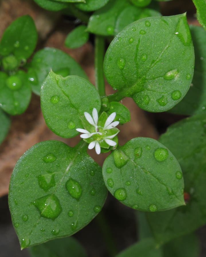Chickweed (Stellaria media) plant