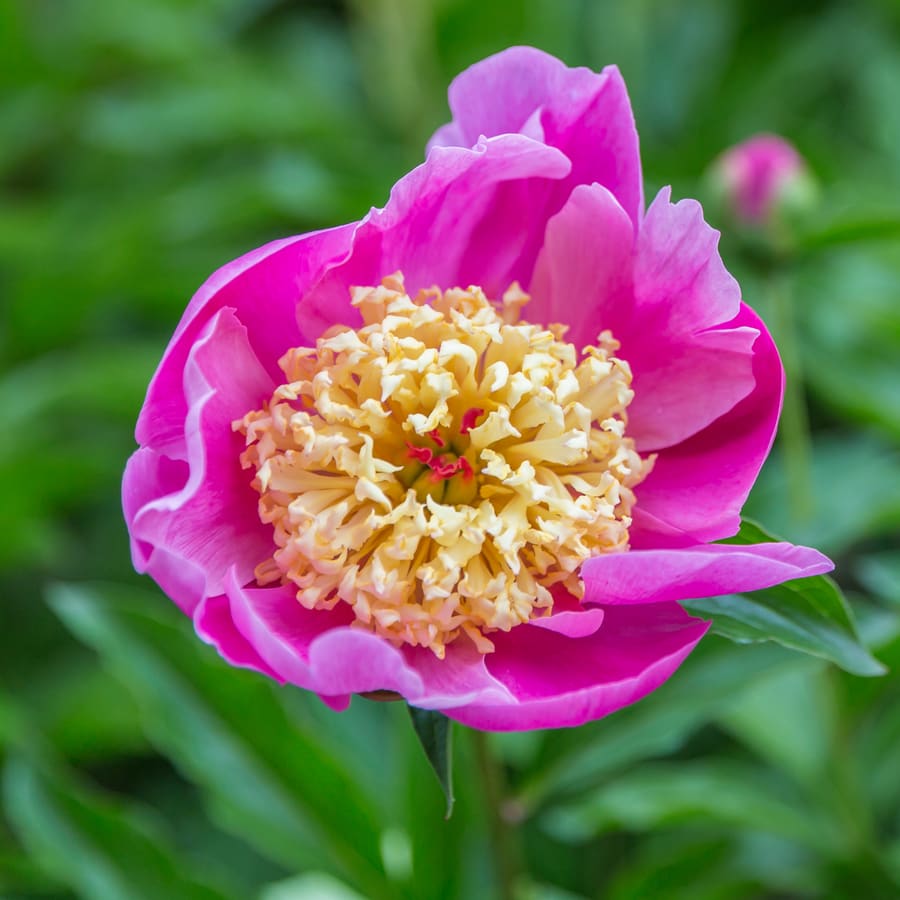 Chinese Peony / White Peony (Paeonia lactiflora) plant