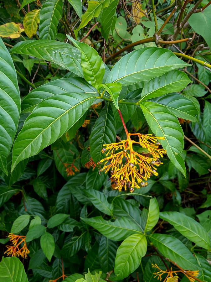 Cinchona (Rubiaceae) plant