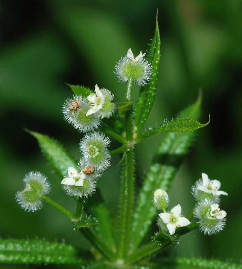 Cleavers (Galium aparine) plant