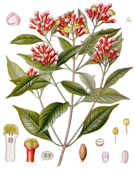 Clove (Eugenia caryophyllata) plant