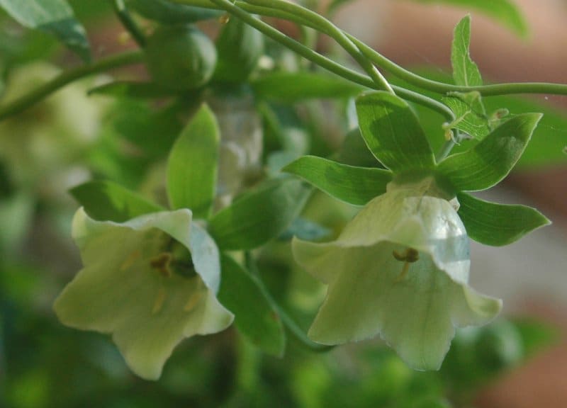 Codonopsis (Codonopsis pilosula) plant