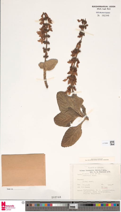 Coleus (Coleus forskohlii) plant