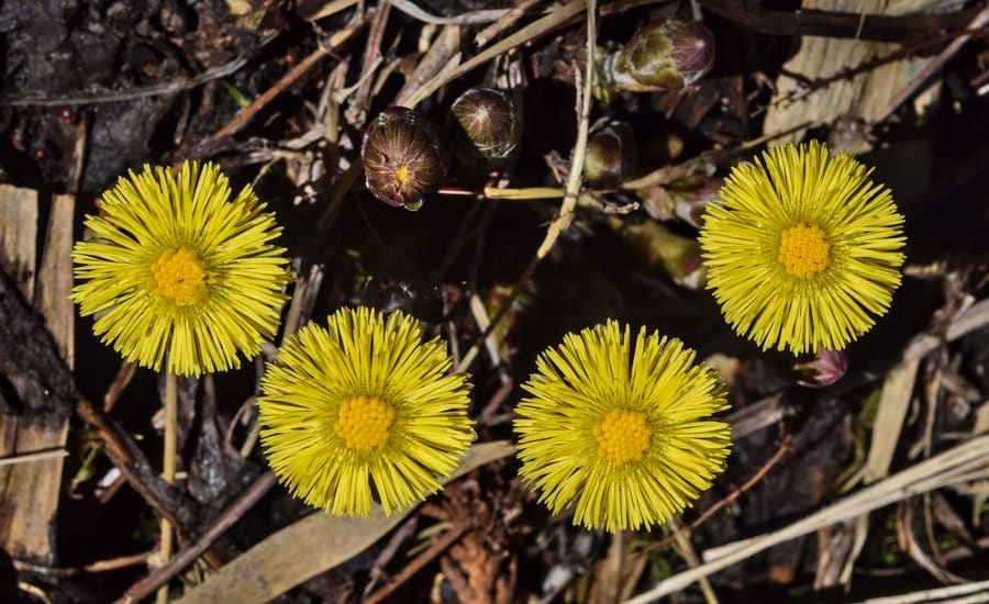 Coltsfoot (Tussilago farfara) plant