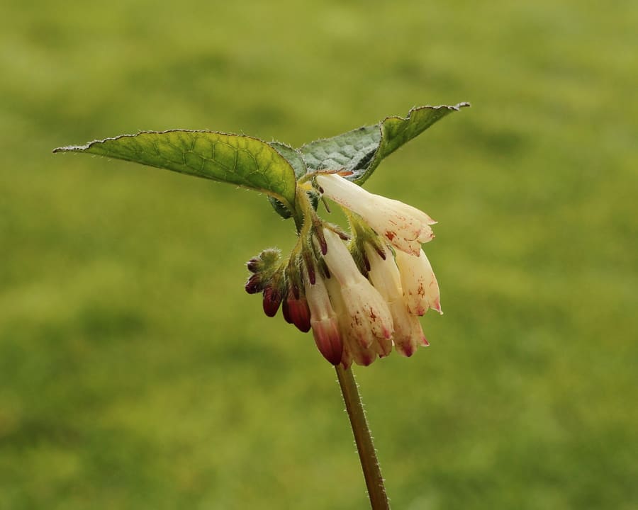 Comfrey (Symphytum officinale) plant
