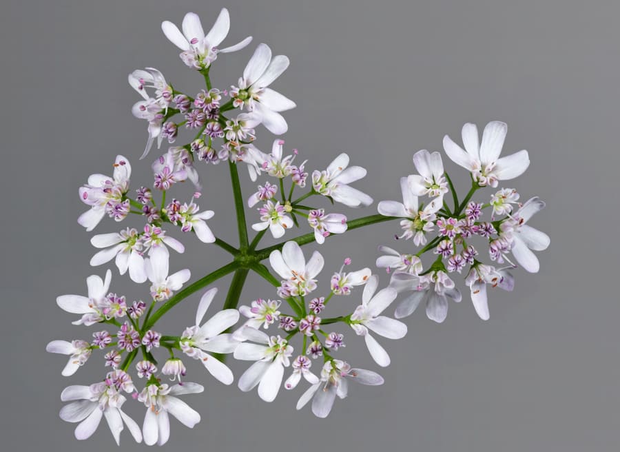 Coriander (Coriandrum sativum) plant