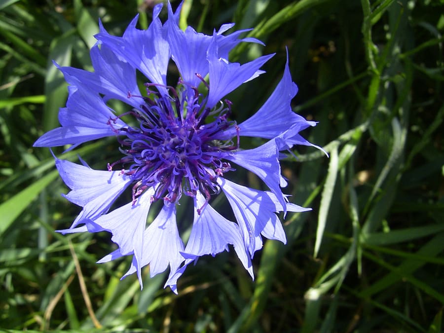Cornflower (Centaurea cyanus) plant
