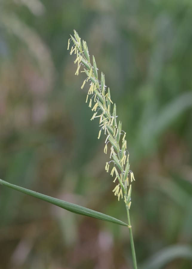 Couch Grass (Elymus repens) plant