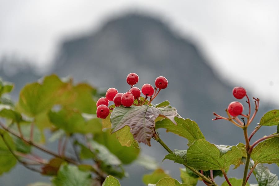 Cramp Bark (Viburnum opulus) plant
