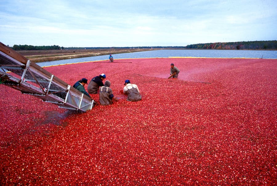 Cranberry (Vaccinium macrocarpon) plant