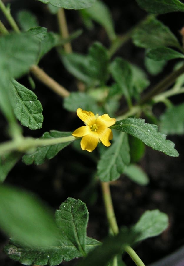 Damiana (Turnera diffusa) plant